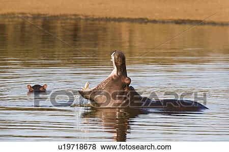 Stock Photo - Hippopotamus yawning in water. Fotosearch