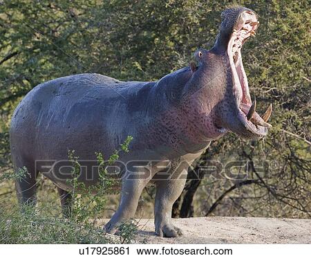 Stock Image - Hippopotamus yawning. Fotosearch