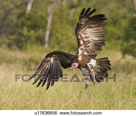 Stock Photograph - Hooded Vulture landing, Greater Kruger National Park, South Africa. Fotosearch