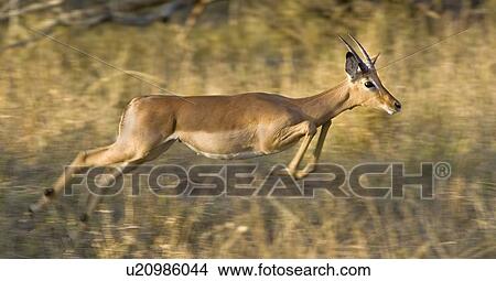 Impala jumping, Greater Kruger National Park, South Africa View Large Photo Image Picture - Impala jumping, Greater Kruger National Park, South Africa. Fotosearch