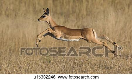 Stock Photograph - Impala jumping in grass. Fotosearch