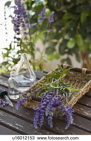 Stock Image - Lavender and lavender oil. Fotosearch