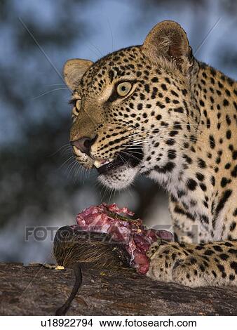 Leopard eating, Greater Kruger National Park, South Africa View Large Photo Image Picture - Leopard eating, Greater Kruger National Park, South Africa. Fotosearch