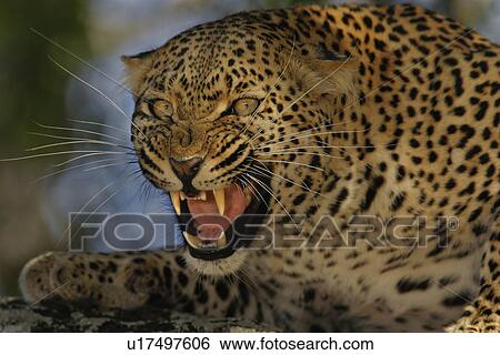 Stock Photograph - Leopard growling, Greater Kruger National Park, South Africa. Fotosearch