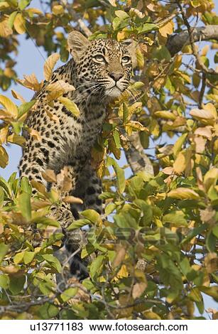 Stock Image - Leopard in tree. Fotosearch