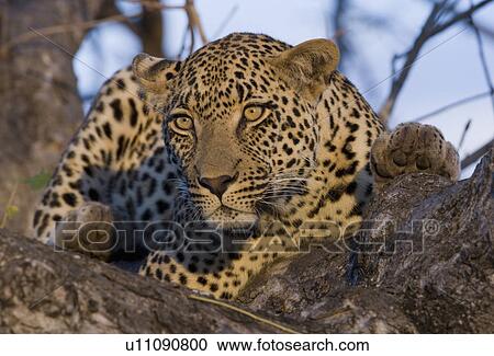 Stock Image - Leopard resting in tree. Fotosearch