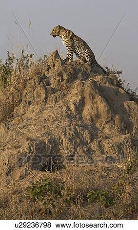 Stock Photo - Leopard sitting dirt mount. Fotosearch