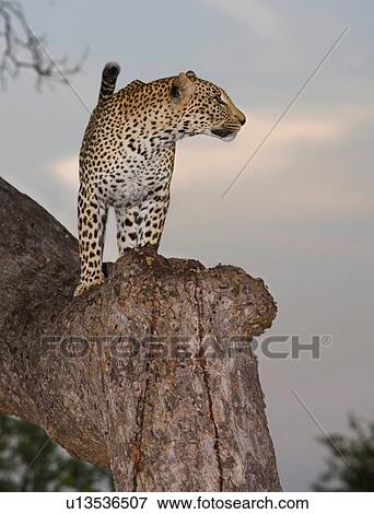 Leopard standing in tree View Large Photo Image Stock Photo - Leopard standing in tree. Fotosearch