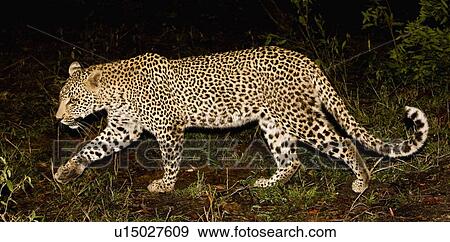 Leopard walking, Greater Kruger National Park, South Africa View Large Photo Image Stock Photo - Leopard walking, Greater Kruger National Park, South Africa. Fotosearch