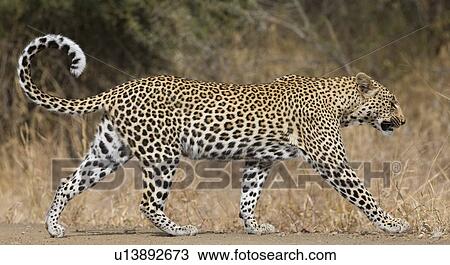 Leopard walking View Large Photo Image Stock Image - Leopard walking. Fotosearch