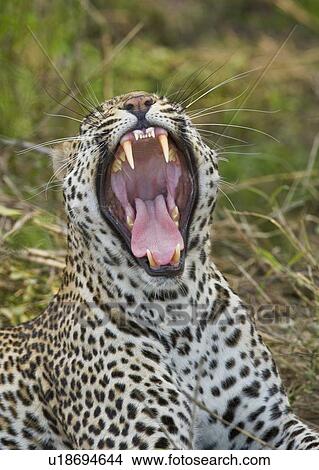 Picture - Leopard yawning, Greater Kruger National Park, South Africa. Fotosearch