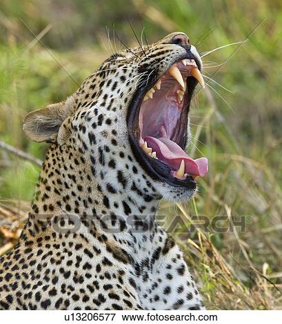 Leopard yawning, Greater Kruger National Park, South Africa View Large Photo Image Stock Photo - Leopard yawning, Greater Kruger National Park, South Africa. Fotosearch