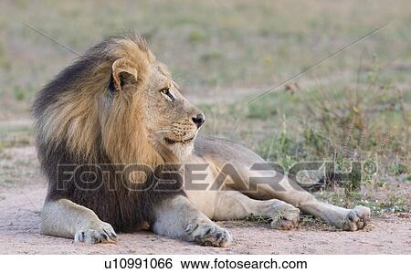 Lion lying down in dirt View Large Photo Image Stock Photograph - Lion lying down in dirt. Fotosearch