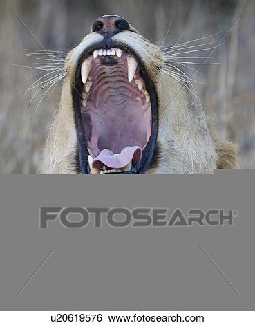 Lion roaring View Large Photo Image Stock Photograph - Lion roaring. Fotosearch