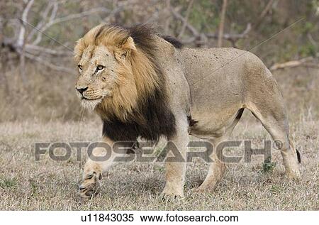 Stock Photography - Lion walking in field. Fotosearch