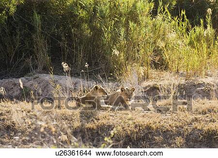 Lions sunning in grass View Large Photo Image Picture - Lions sunning in grass. Fotosearch