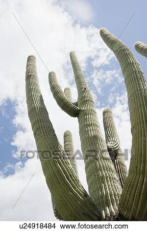 Picture - Low angle view of cactus, Arizona, United States. Fotosearch