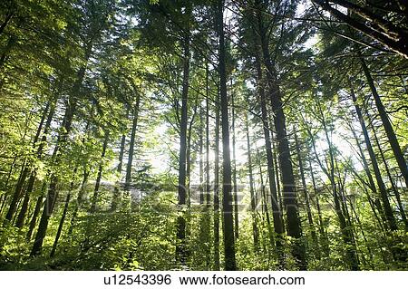Stock Photograph - Low angle view of forest. Fotosearch