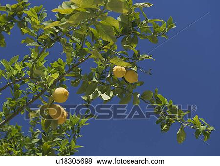 Low angle view of lemon tree View Large Photo Image Stock Photo - Low angle view of lemon tree. Fotosearch