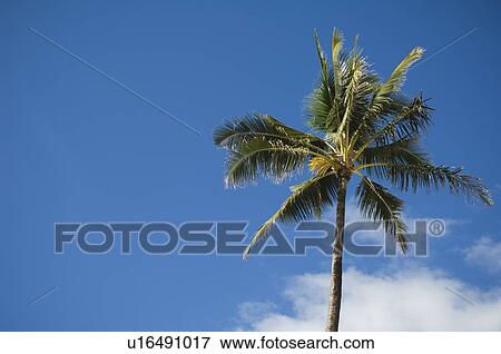Low angle view of palm tree View Large Photo Image Stock Photo - Low angle view of palm tree. Fotosearch