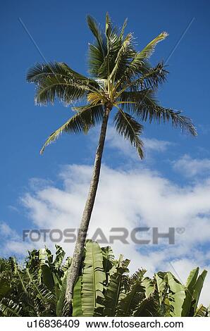 Low angle view of palm tree View Large Photo Image Stock Photo - Low angle view of palm tree. Fotosearch