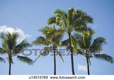 Low angle view of palm trees View Large Photo Image Stock Photo - Low angle view of palm trees. Fotosearch