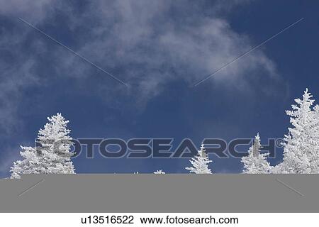 Low angle view of snow covered trees View Large Photo Image Stock Image - Low angle view of snow covered trees. Fotosearch
