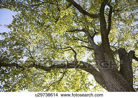 Picture - Low angle view of tree. Fotosearch