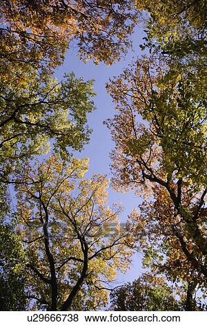 Stock Photo - Low angle view of trees. Fotosearch