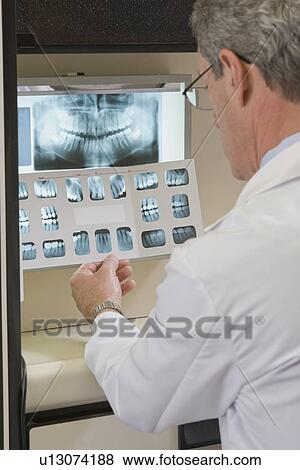 Male dentist examining x-rays View Large Photo Image Stock Photo - Male dentist examining x-rays. Fotosearch