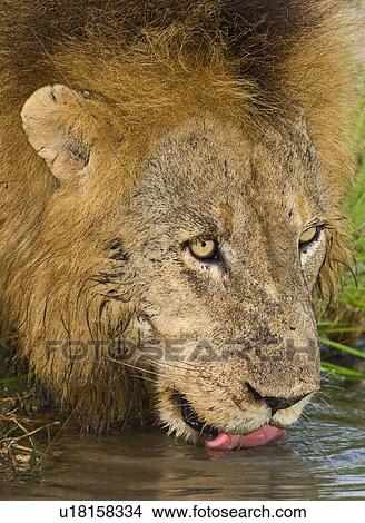 Picture - Male lion drinking, Greater Kruger National Park, South Africa. Fotosearch