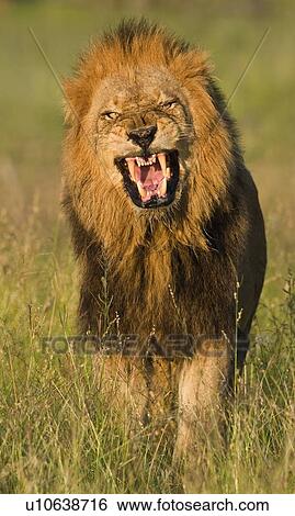Male Lion Roaring Greater Kruger National Park South Africa Stock Photograph U Fotosearch