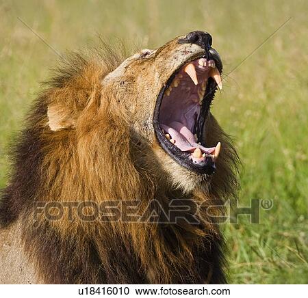 Stock Image - Male lion yawning, Greater Kruger National Park, South Africa. Fotosearch