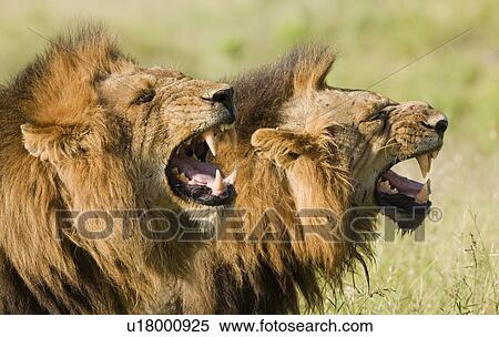 Male lions roaring, Greater Kruger National Park, South Africa View Large Photo Image Stock Photography - Male lions roaring, Greater Kruger National Park, South Africa. Fotosearch