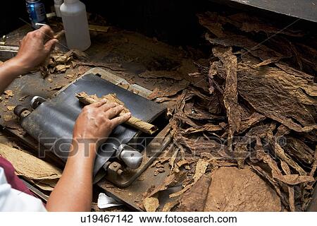 Stock Image - Man hand-rolling cigars. Fotosearch