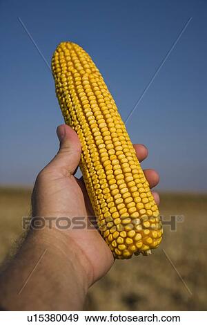Stock Photo - Man holding ear of corn. Fotosearch