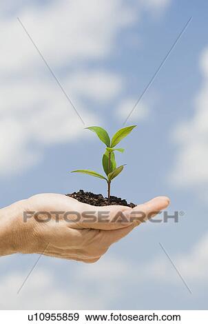 Man holding soil and plant in open hand View Large Photo Image Stock Photo - Man holding soil and plant in open hand. Fotosearch