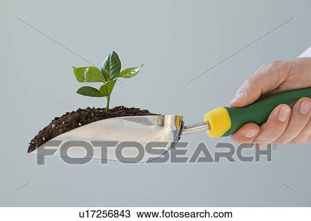 Man holding trowel with soil and plant View Large Photo Image Stock Image - Man holding trowel with soil and plant. Fotosearch