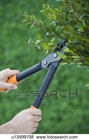 Stock Photo - Man pruning bush. Fotosearch