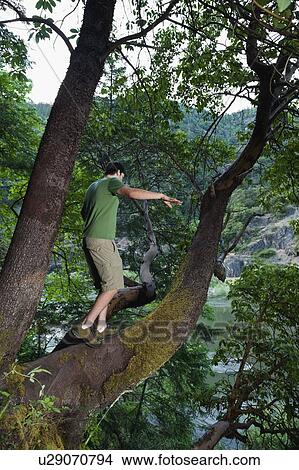 Picture - Man walking out on large tree branch. Fotosearch