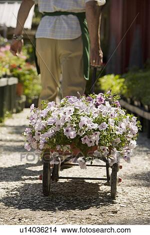 Picture - Man working in garden center. Fotosearch