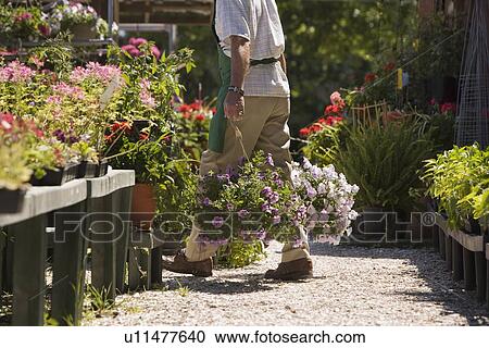 Stock Image - Man working in garden center. Fotosearch