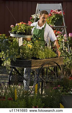 Stock Image - Man working in garden center. Fotosearch