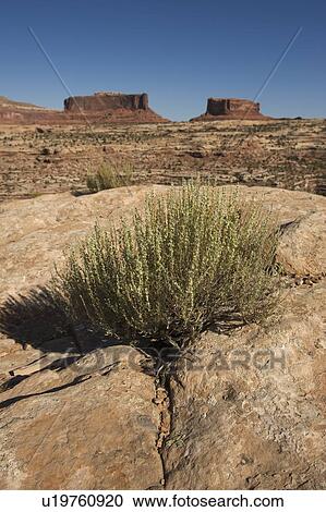 Stock Image - Monitor and Merrimack buttes, Utah. Fotosearch