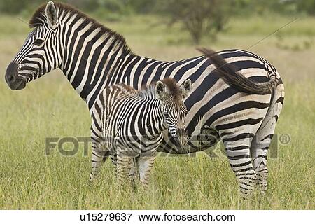 Stock Photo - Mother and baby Plains Zebra, Greater Kruger National Park, South Africa. Fotosearch