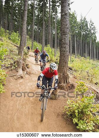 Mountain bikers riding on forest trail View Large Photo Image Stock Photo - Mountain bikers riding on forest trail. Fotosearch