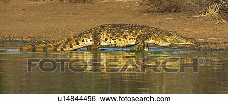 Stock Photograph - Nile Crocodile walking in water, Greater Kruger National Park, South Africa. Fotosearch