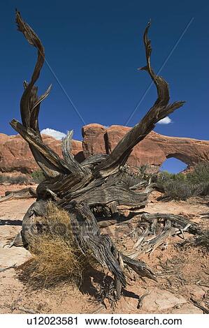 Stock Image - North Window Arch of Arches National Park, Utah. Fotosearch