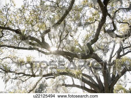 Oak tree with Spanish Moss, New Orleans, Louisiana, United States View Large Photo Image Picture - Oak tree with Spanish Moss, New Orleans, Louisiana, United States. Fotosearch