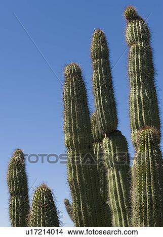 Picture - Organ Pipe Cactus against blue sky. Fotosearch